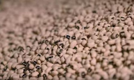 GM Cowpeas Black-Eyed Peas Nigeria