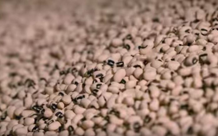 Nigeria Approves Genetically Modified Black-Eyed Peas