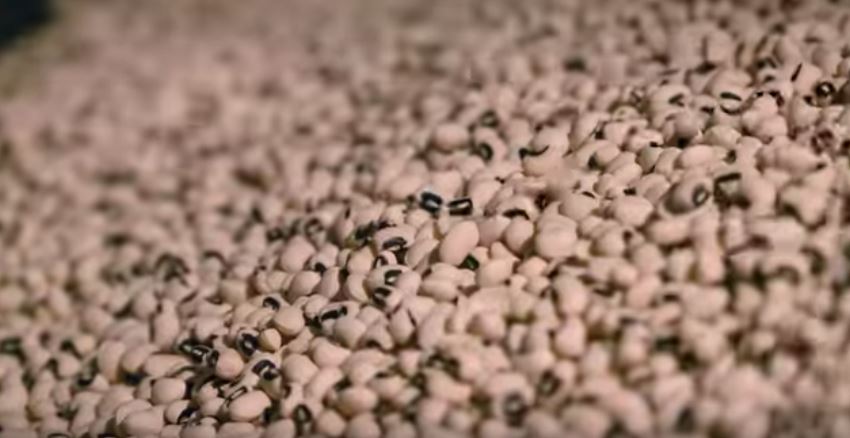 GM Cowpeas Black-Eyed Peas Nigeria