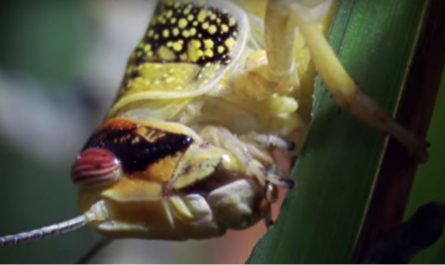 Locust Outbreak in Africa