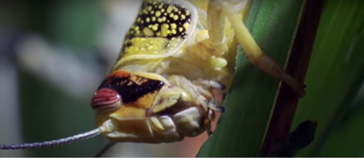 Locust Outbreak in Africa