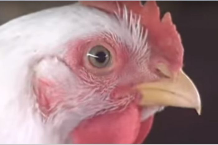 Philipines Quail Farm Fight Bird Flu Outbreak Amidst Coronavirus