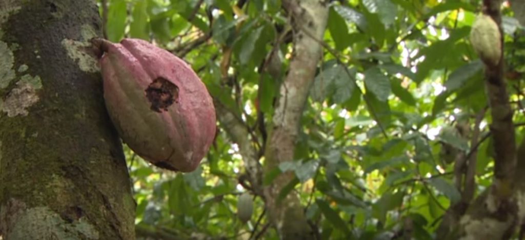 Cocoa Trade and Child Labour in Ivory Coast - What you should know