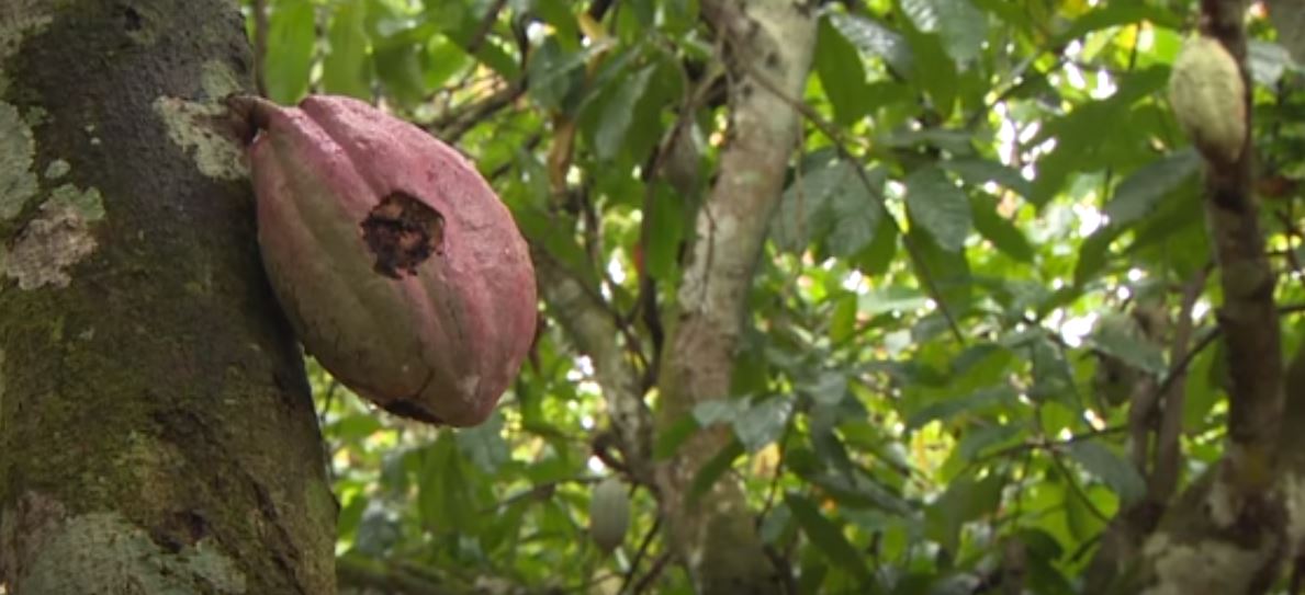 Cocoa Trade Child Labour